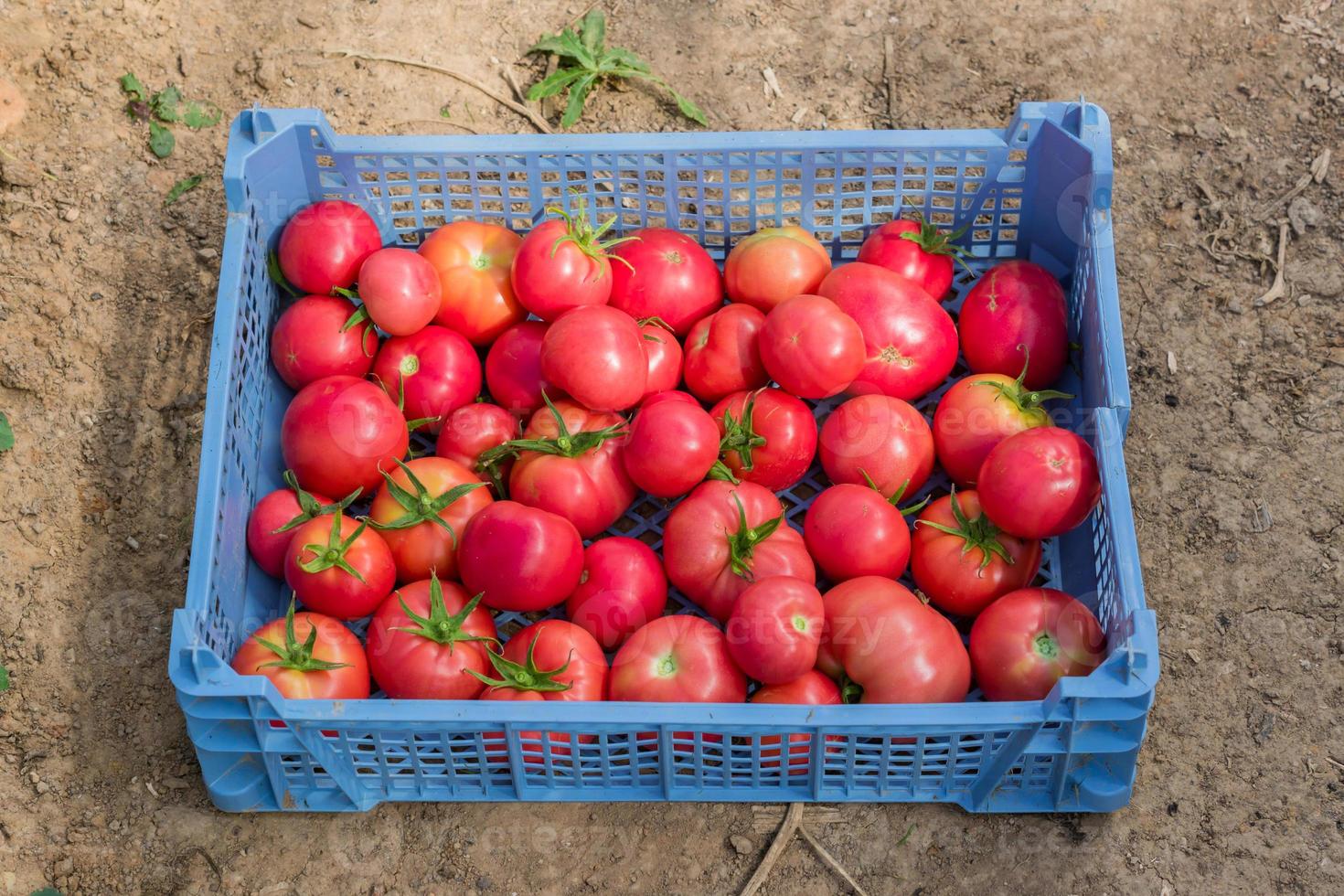 cosecha fresca de tomates orgánicos en una caja. nueva cosecha de sabrosas verduras recién recogidas en un recipiente de plástico foto