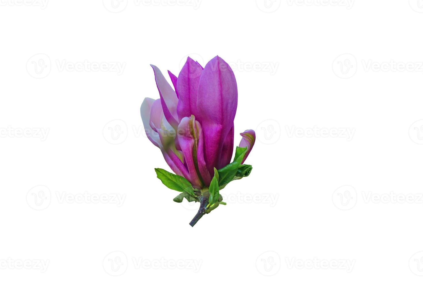 blooming pink magnolia flower  isolated on white background photo