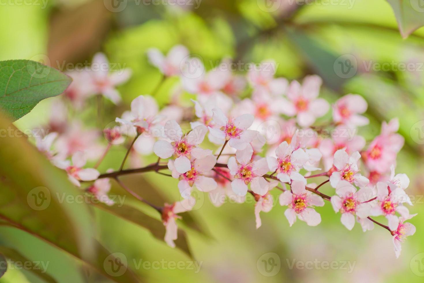 close up of blooming tropicsl tree with tender pink flovers photo