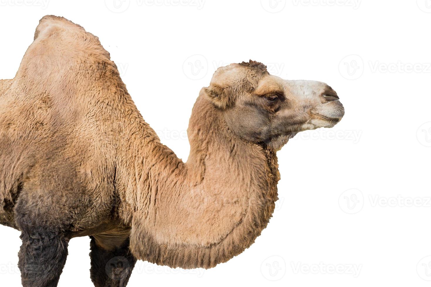 Portrait of a camel isolated on white background photo