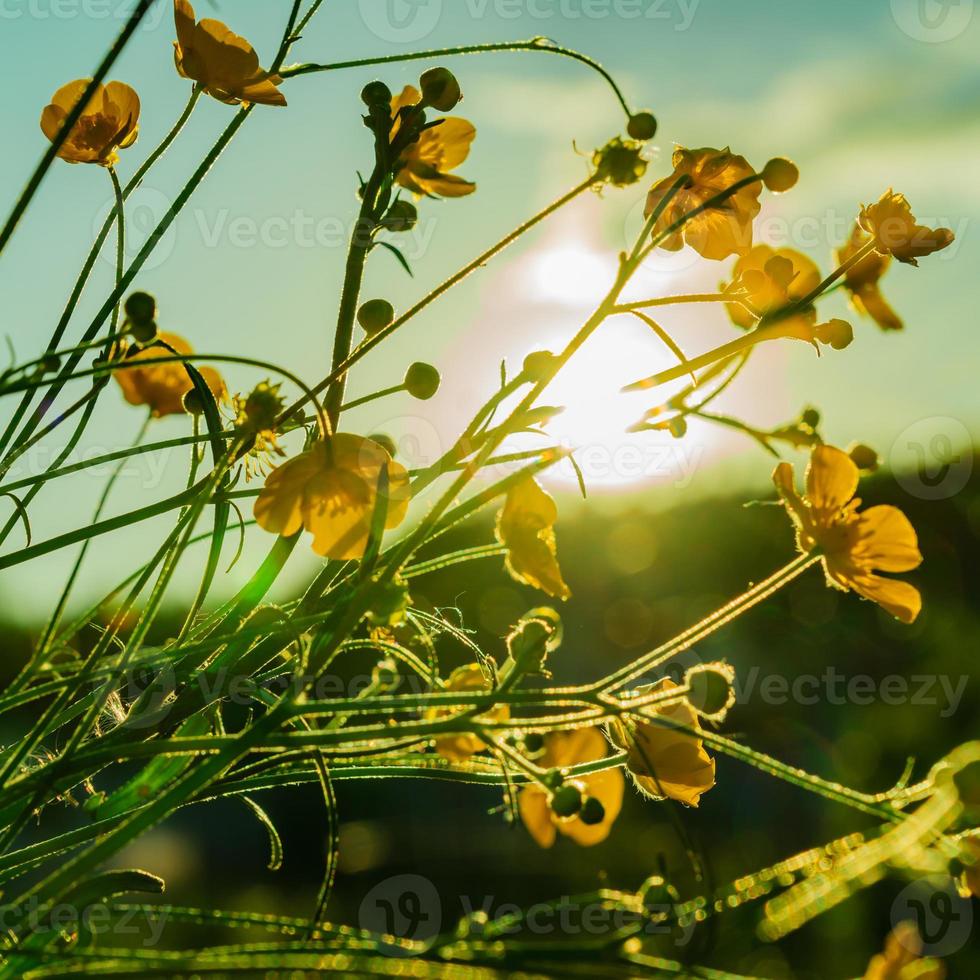 hermosas flores silvestres amarillas flores de ranúnculo a la luz del atardecer. fondo de la naturaleza. foto