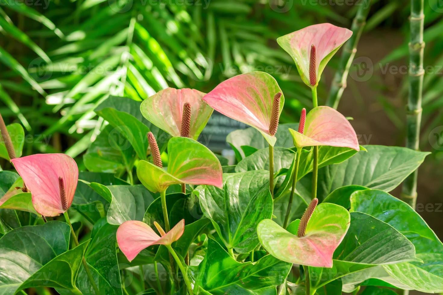 Pink blooming anthurium flowers in the tropical gardem. Natural background photo