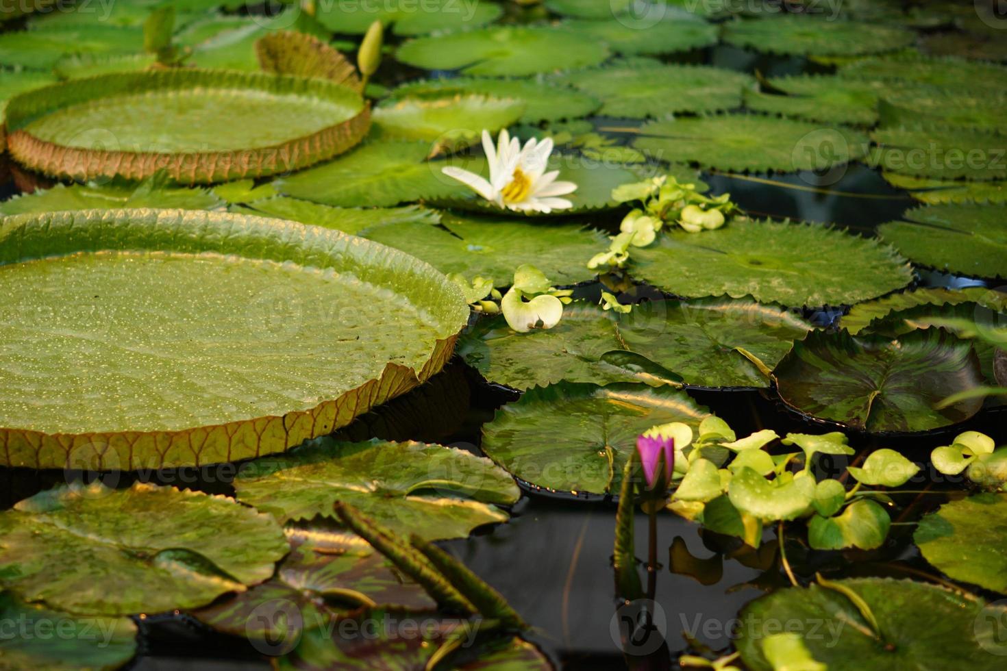 various water lilies in the pond, tropical landscape photo