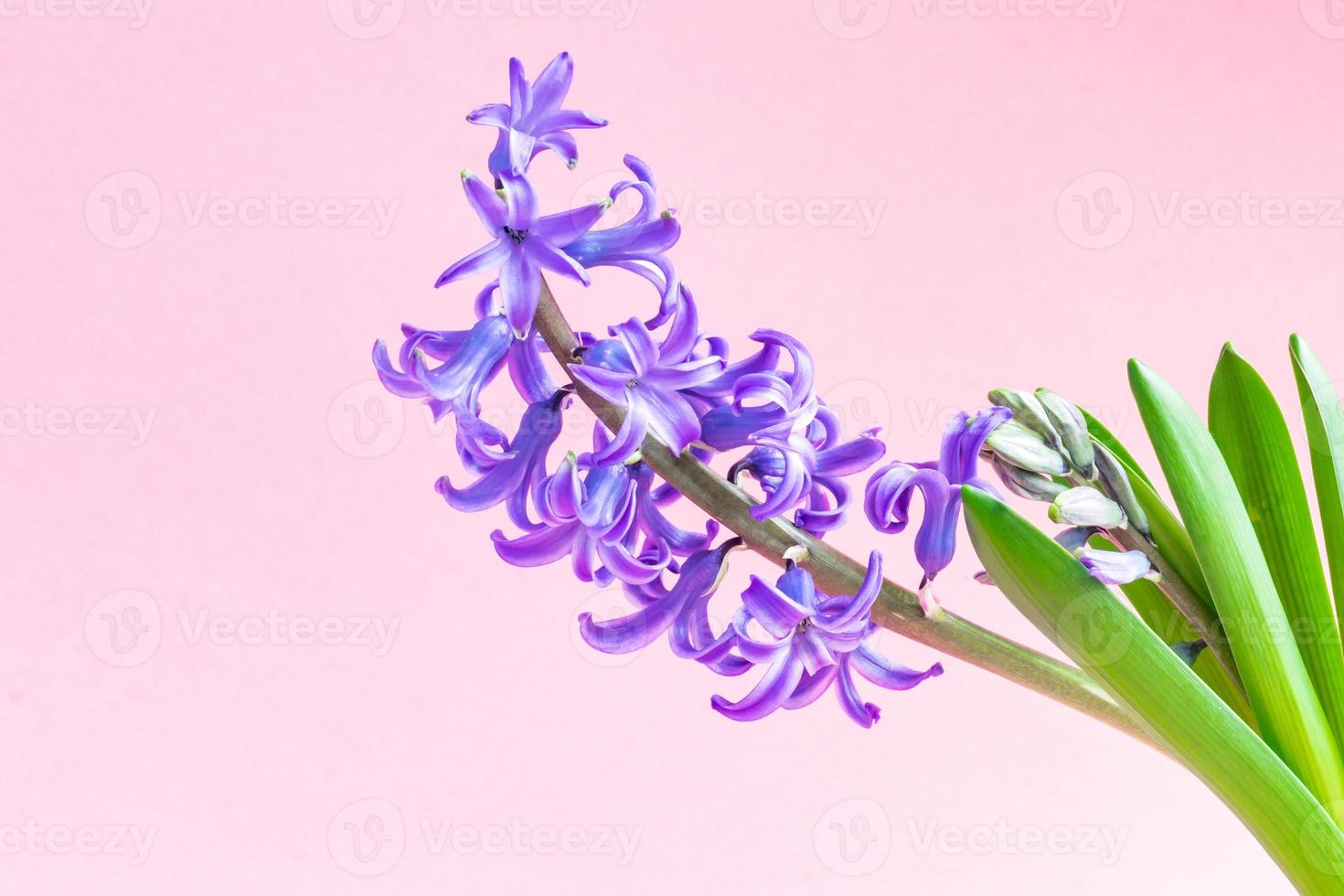 close up of blooming Blue hyacinth flower on pink background. Copy space. photo