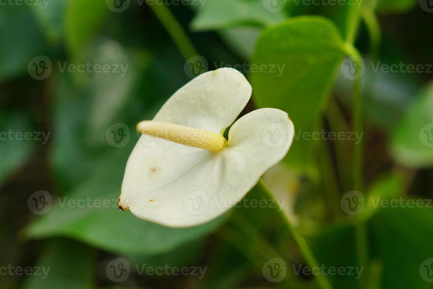 beautiful blooming spathiphyllum in tropical garden photo