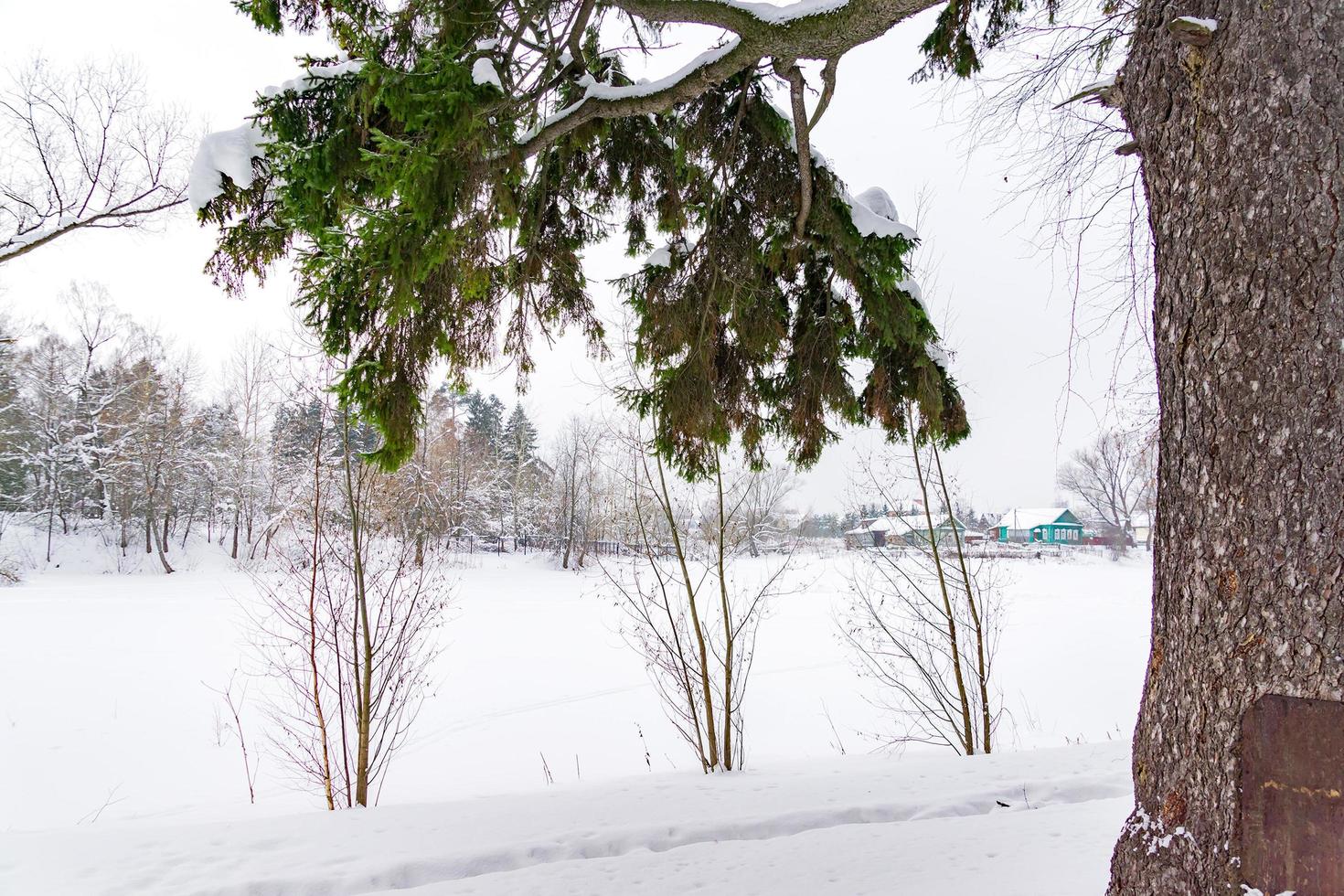 winter rural landscape. Old elm tree on banck of the pond in a snowy day. photo