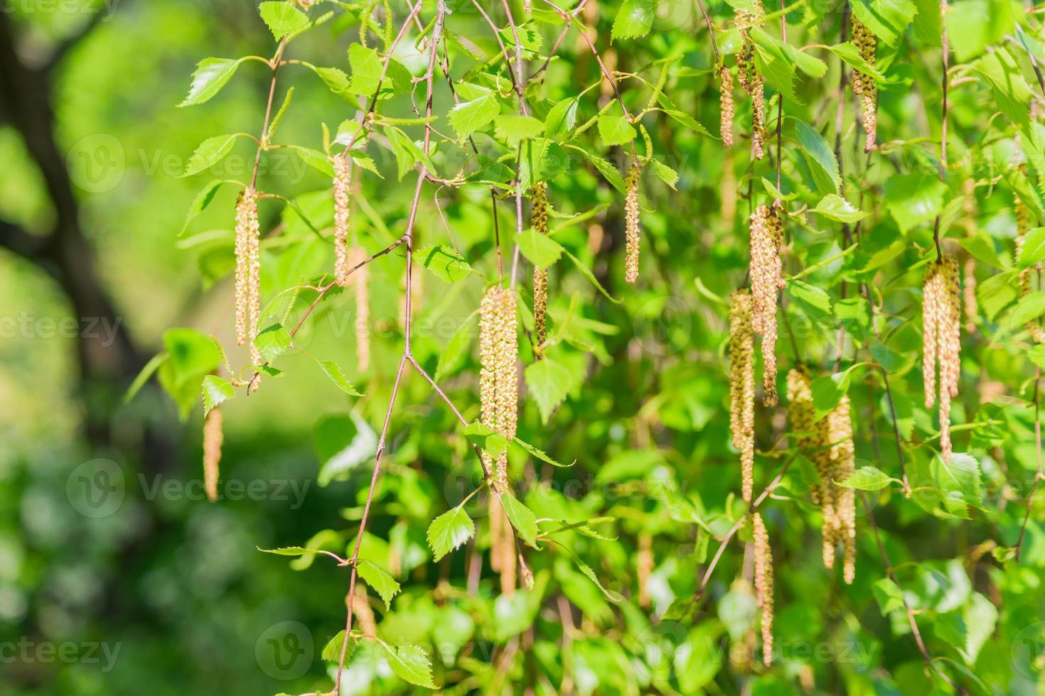 green foliag background of blloming birch tree. Fresh leaves in spring photo