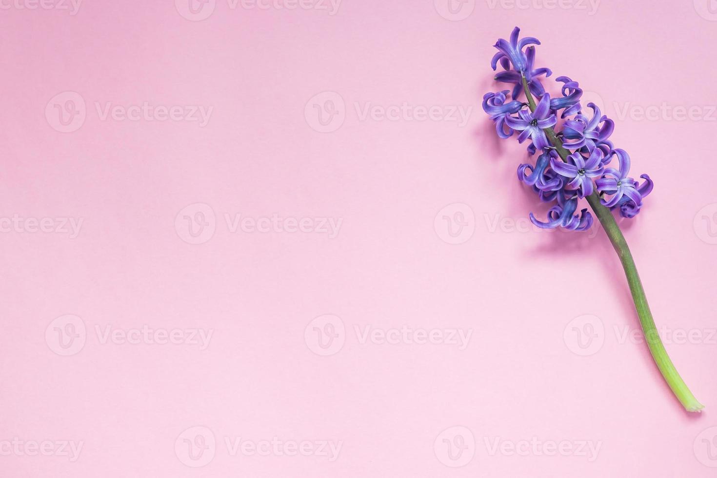 Purple hyacint flower on pastel pink gradient background. Flat lay, top view, copy space photo