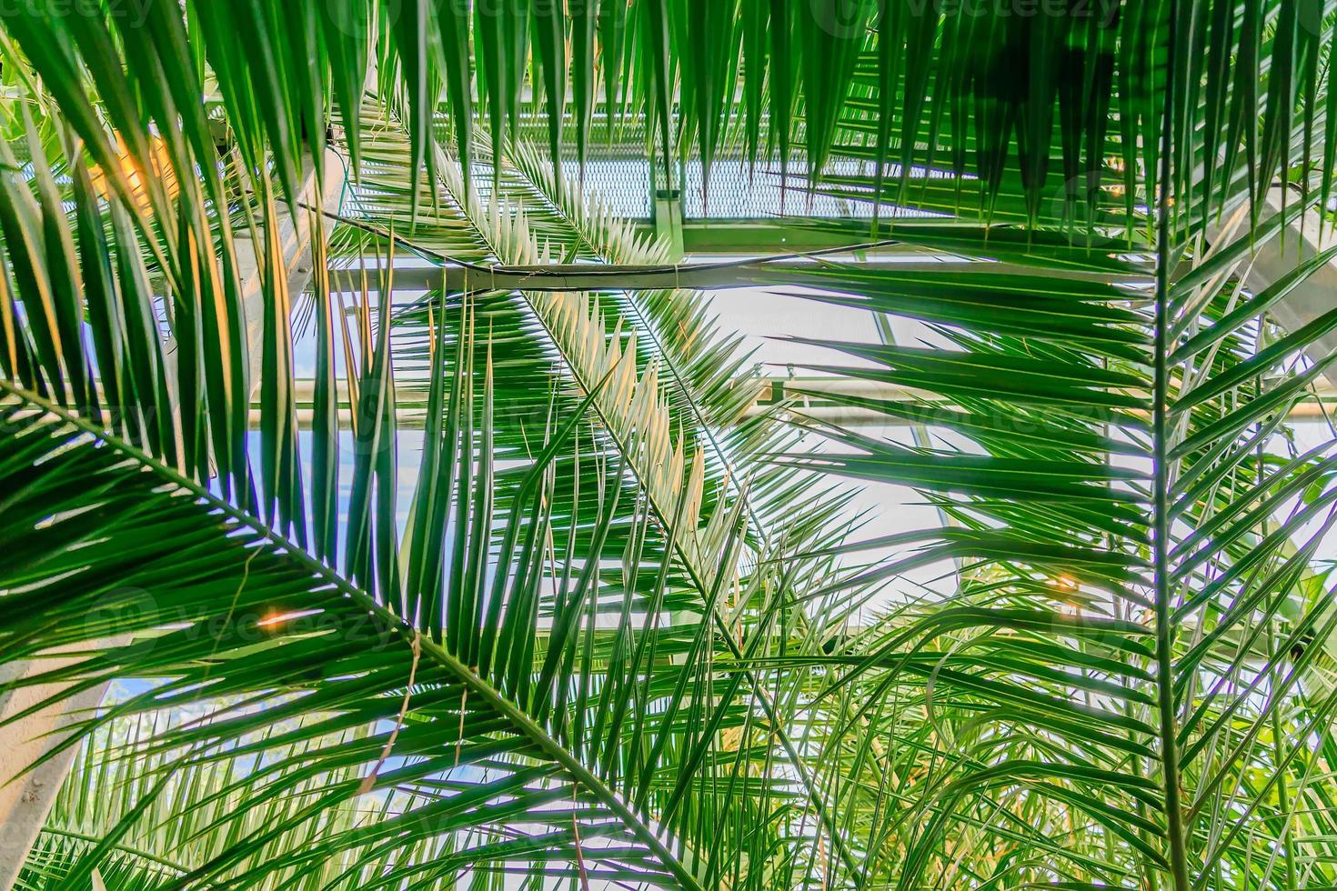 Green palm branches against blue sky. Tropical Summer vacation concept background photo