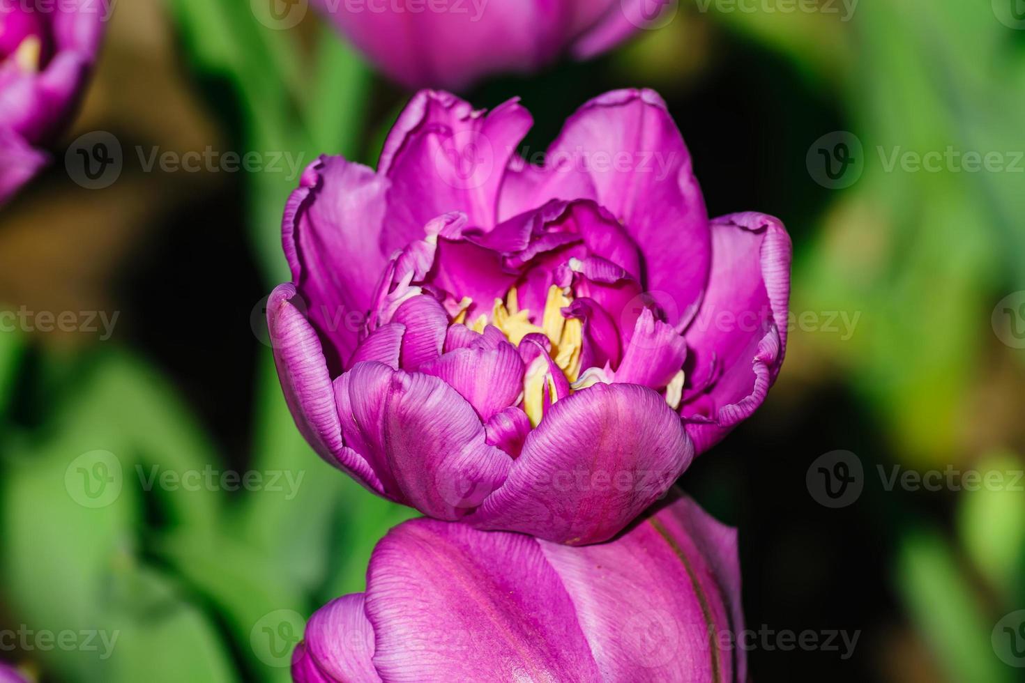 Close up of purple tulip. Flower background. Summer garden landscape photo