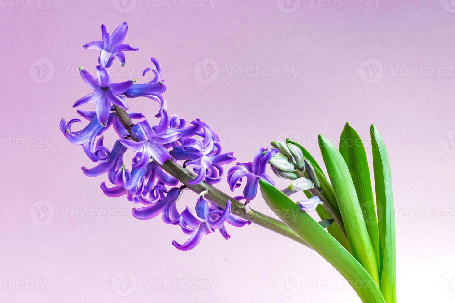 Blue hyacinth flower closed bud on purple background. Copy space. photo