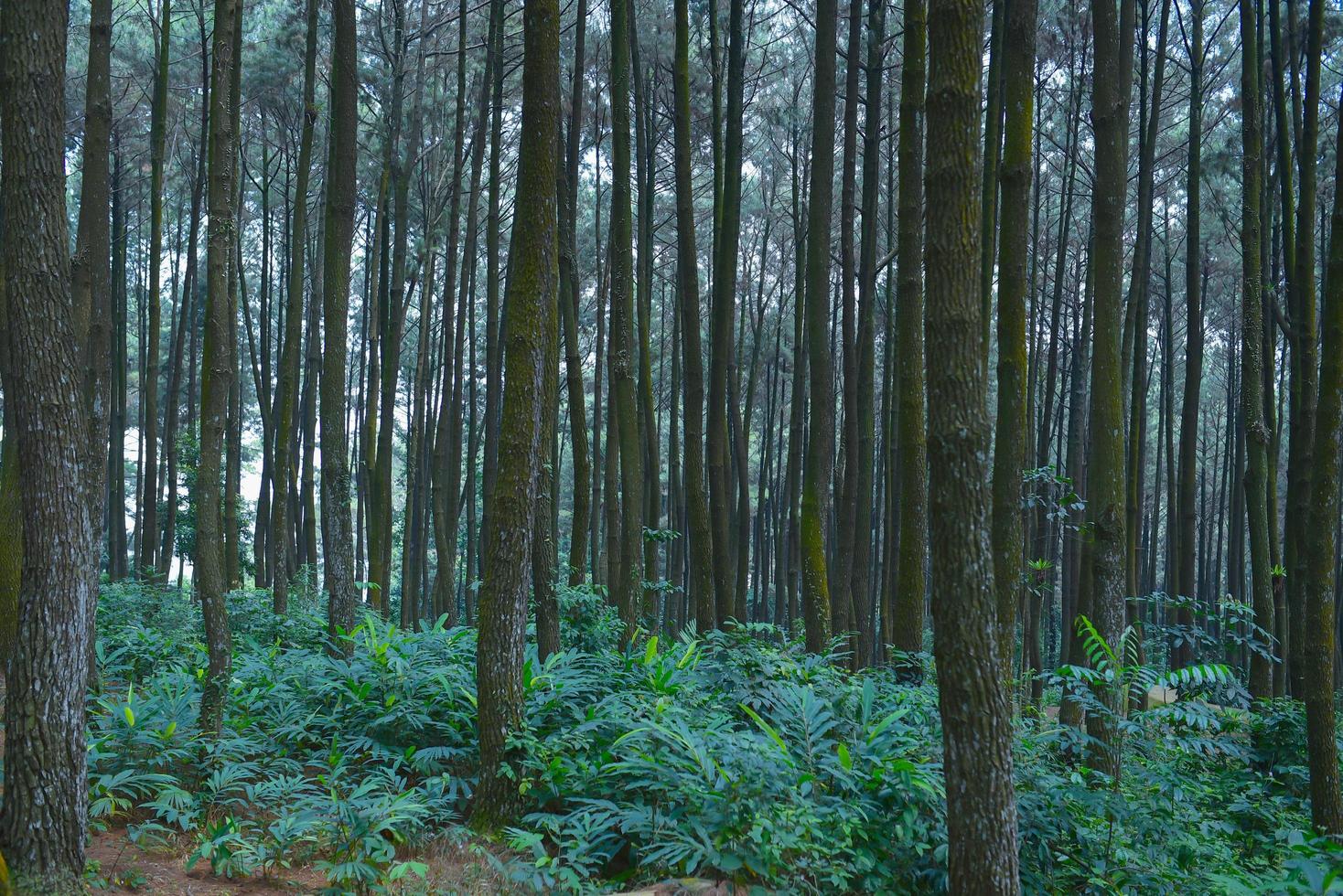 Depok, Indonesia, 2021 - Mount Pancar, one of the charms in Bogor that has all the desired atmosphere and nuances for native friends who need a vacation. photo