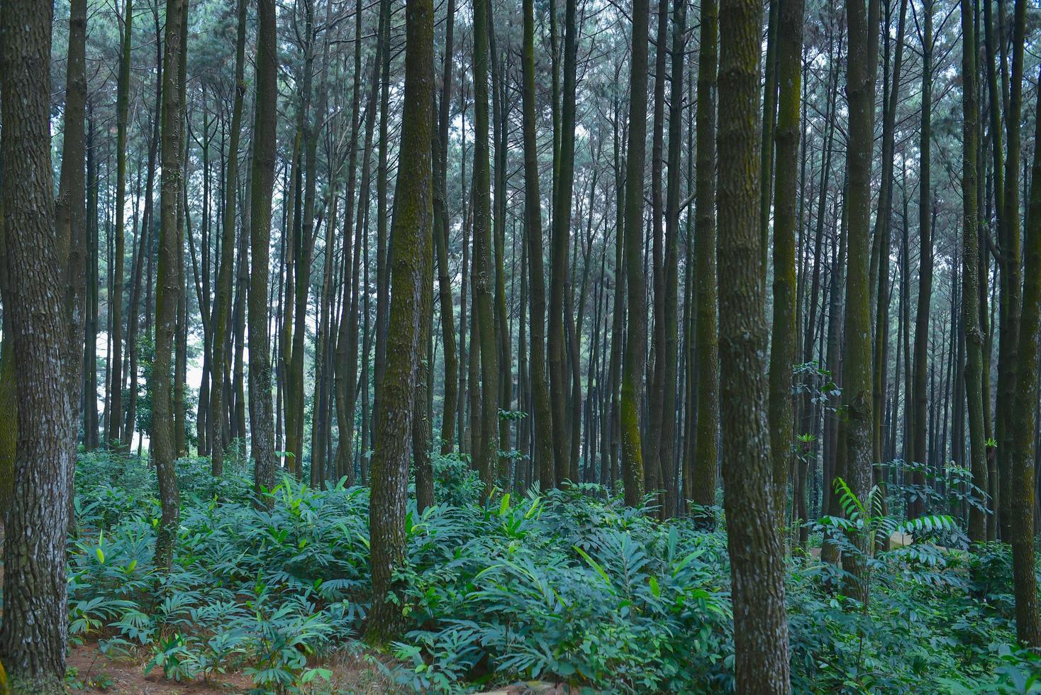 depok, indonesia, 2021 - mount pancar, uno de los encantos en bogor que tiene todo el ambiente y matices deseados para los amigos nativos que necesitan unas vacaciones. foto