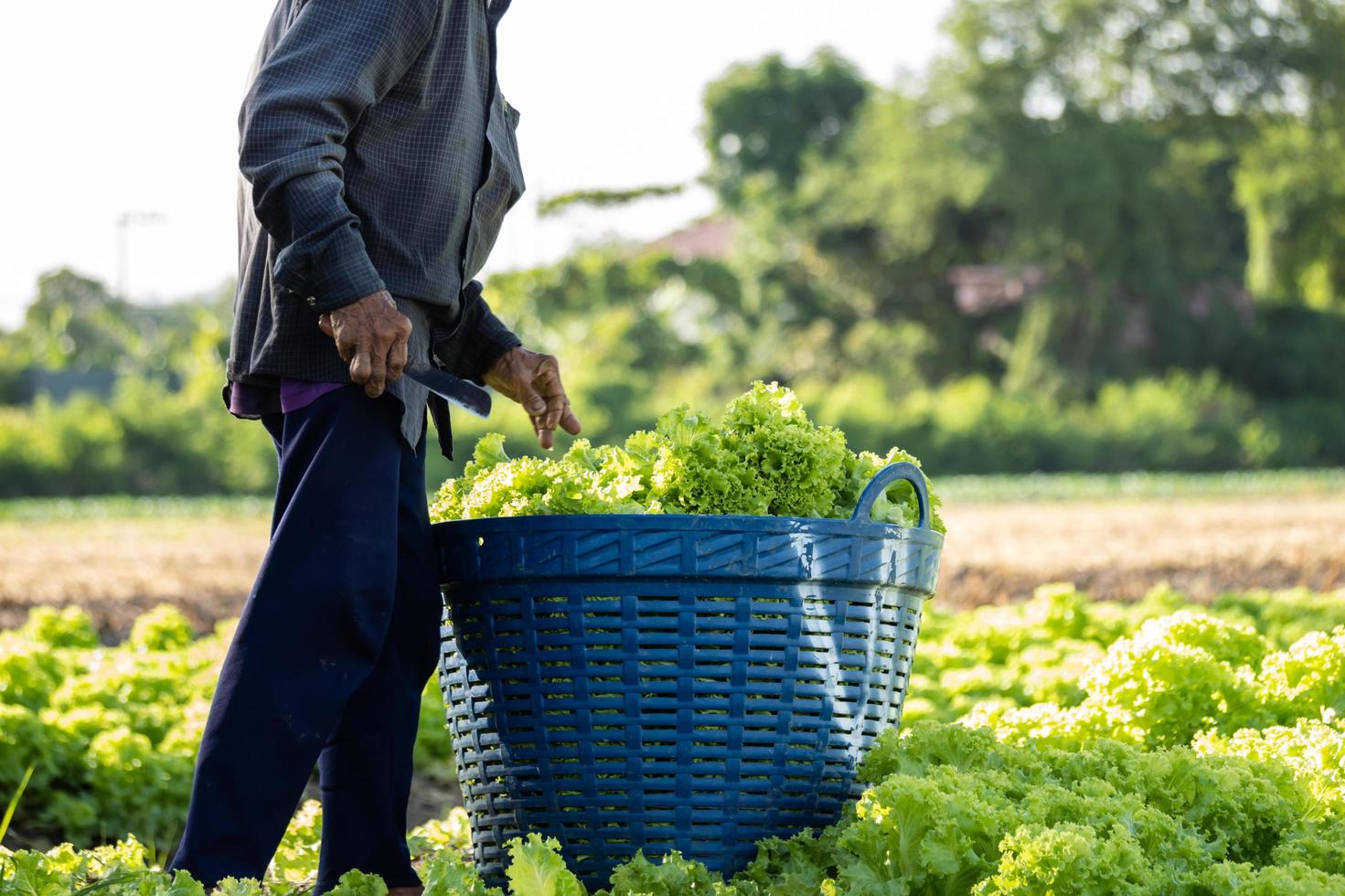 agricultor en el campo con verduras en la huerta de la mañana. foto