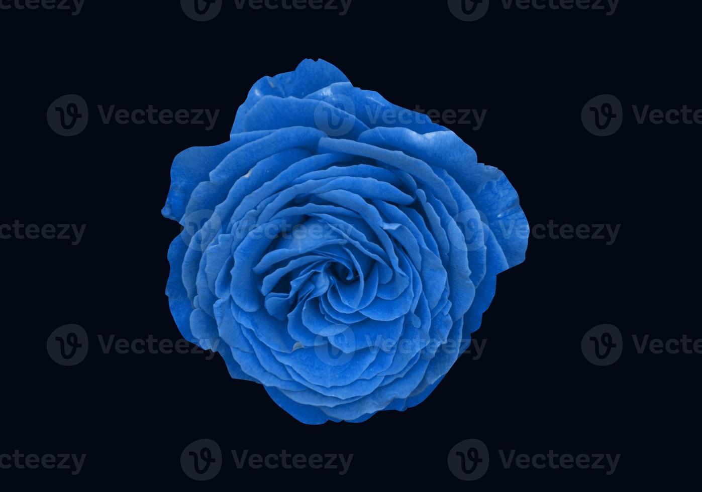 Lush blue flowers on a black background. photo