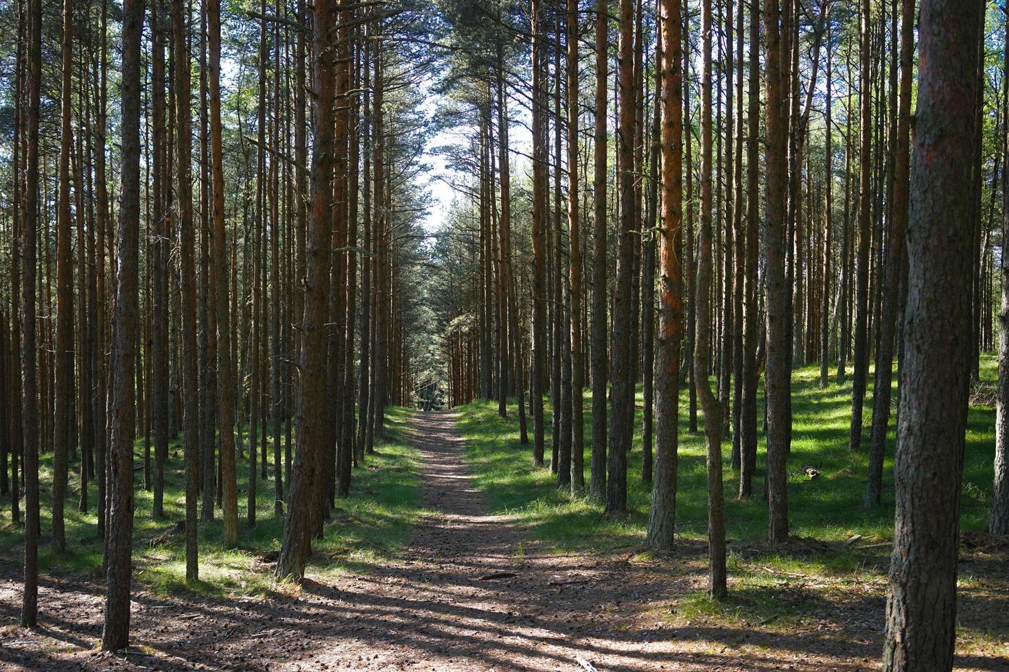 Landscape with dancing forest on the Curonian spit photo