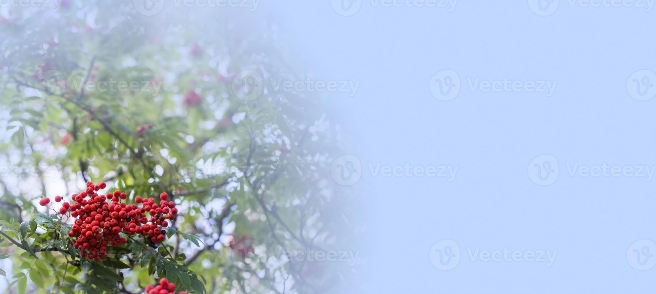 A branches of rowan with red berries background blue sky banner. Autumn and natural background. Autumn banner with rowan berries and leaves. Copy space. photo