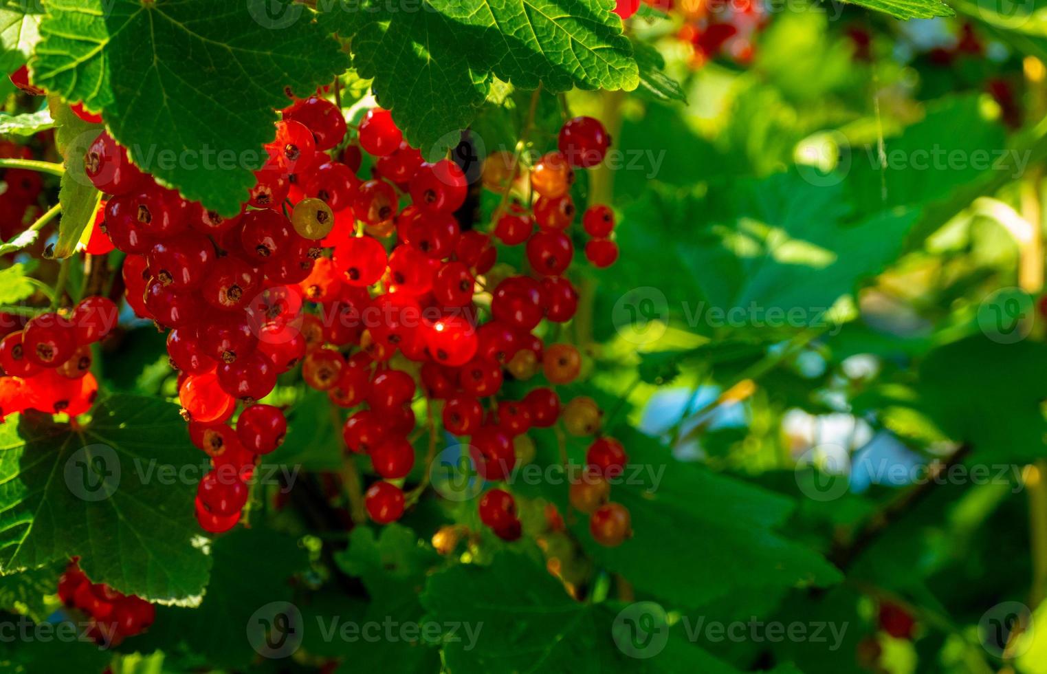 Ripe red currant berries on a branch in the garden. Red currant, currant or ordinary or garden currant Ribes rubrum photo