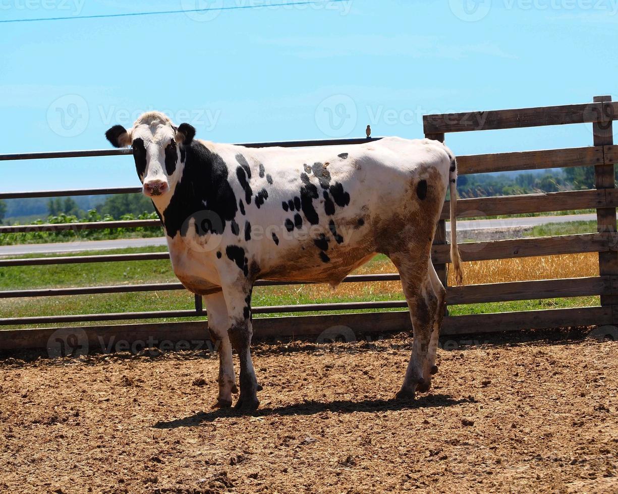 Steer in Paddock photo