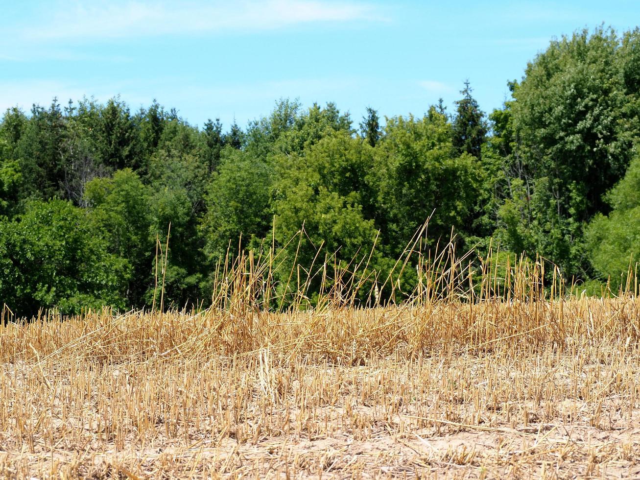 Dry Harvested Wheat Field on Sunny Day photo