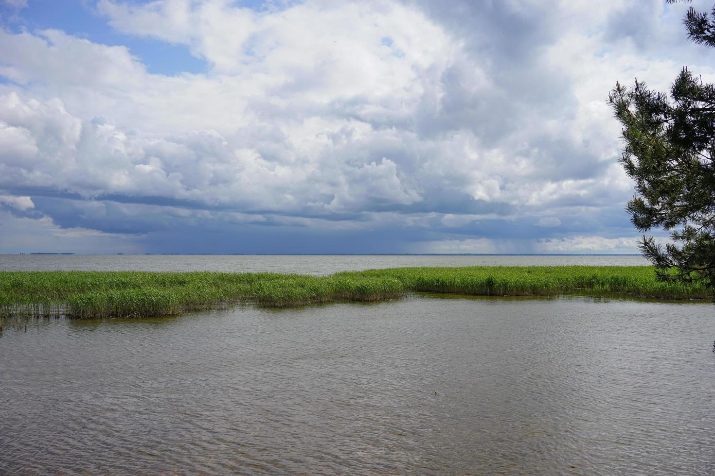 Landscape with a pond and reeds photo