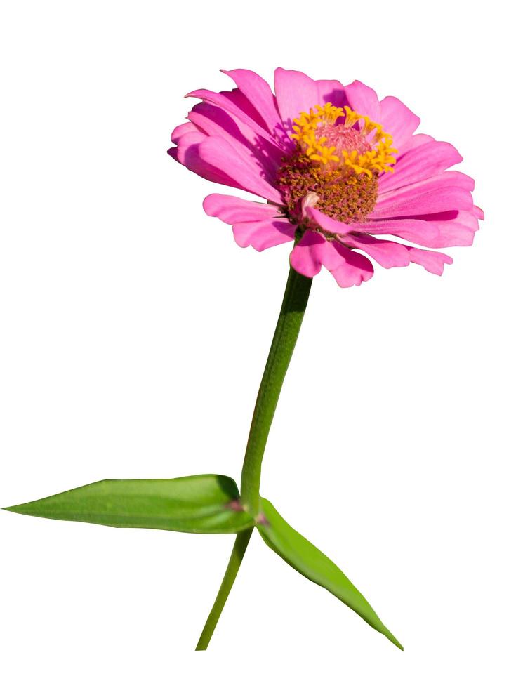 isolate pink flower zinnias with long stems and leaves on a white background photo