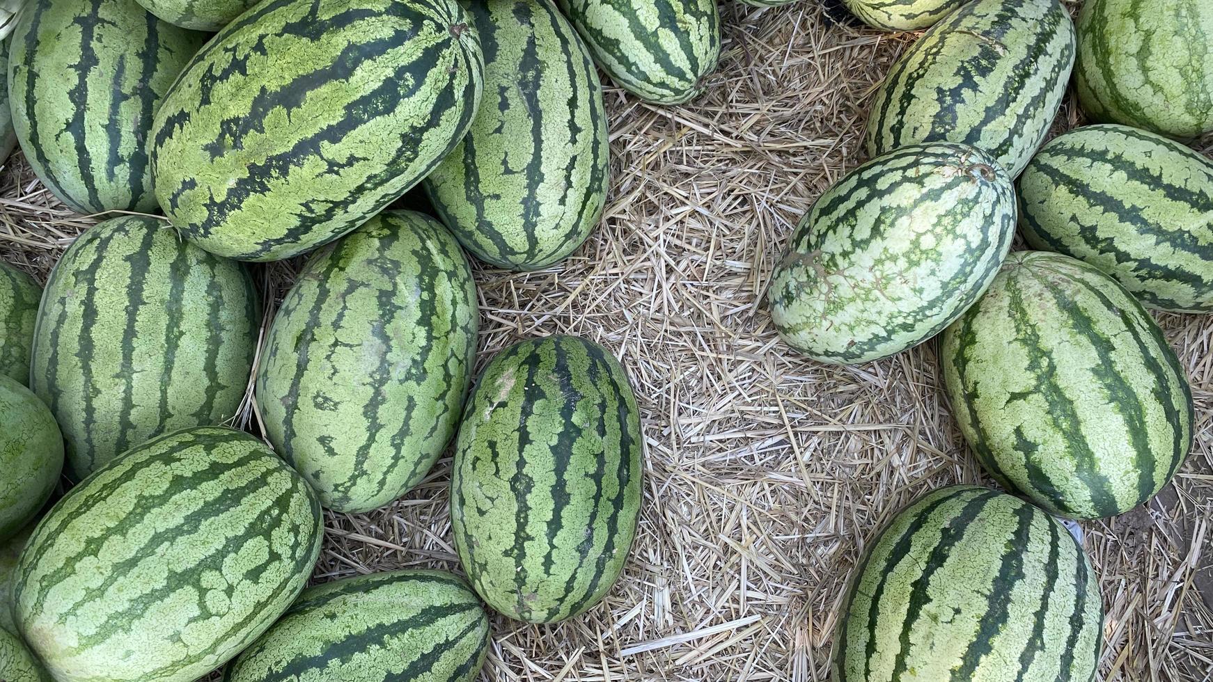 muchas sandías maduras orgánicas verdes dulces grandes foto