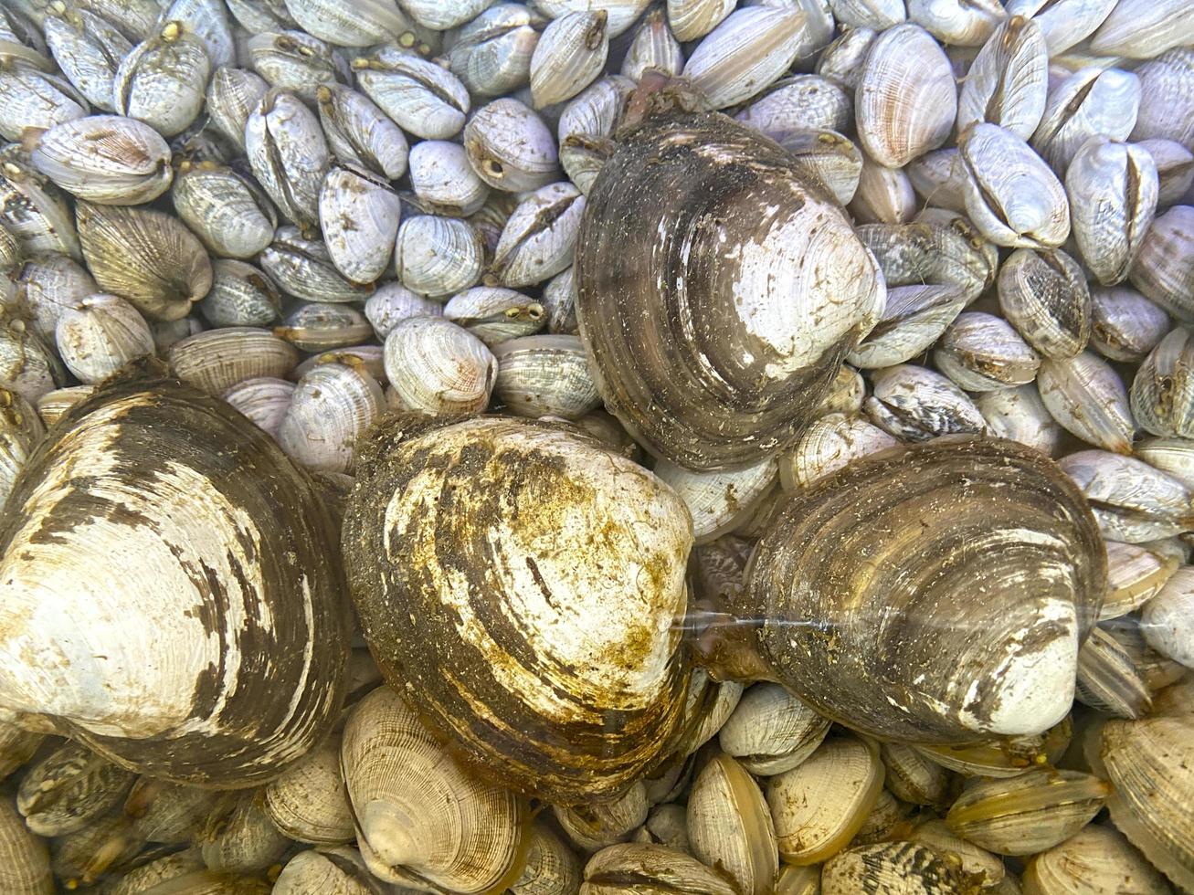 Berberechos almejas concha de molusco mariscos fondo de fotograma completo foto