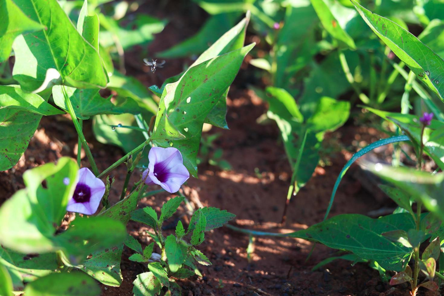 Harvest green water spinach plants at vegetable garden, vegetable in Indonesia. Selective focus photo