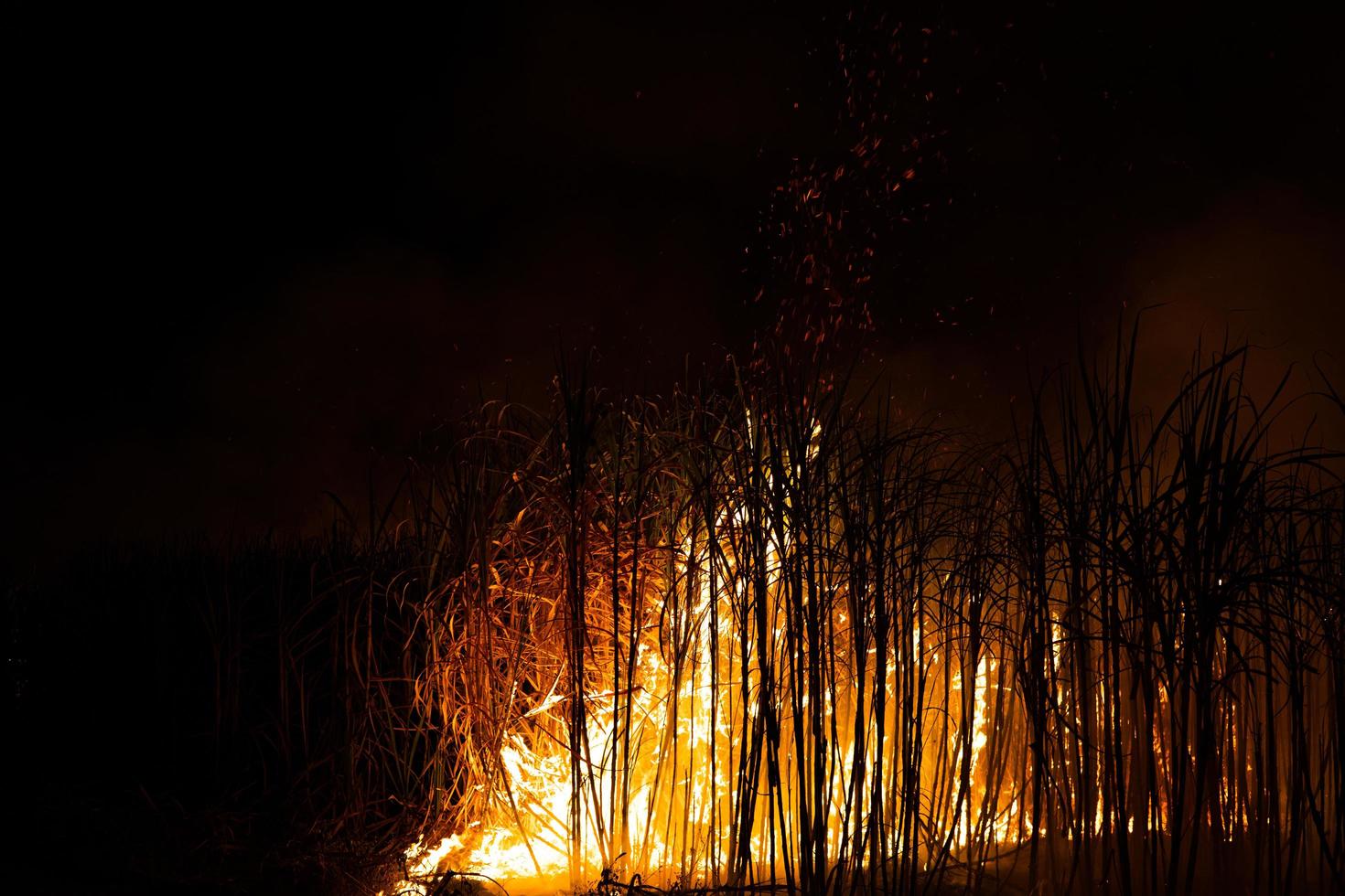 Sugar cane is burned to remove the outer leaves around the stalks before harvesting photo