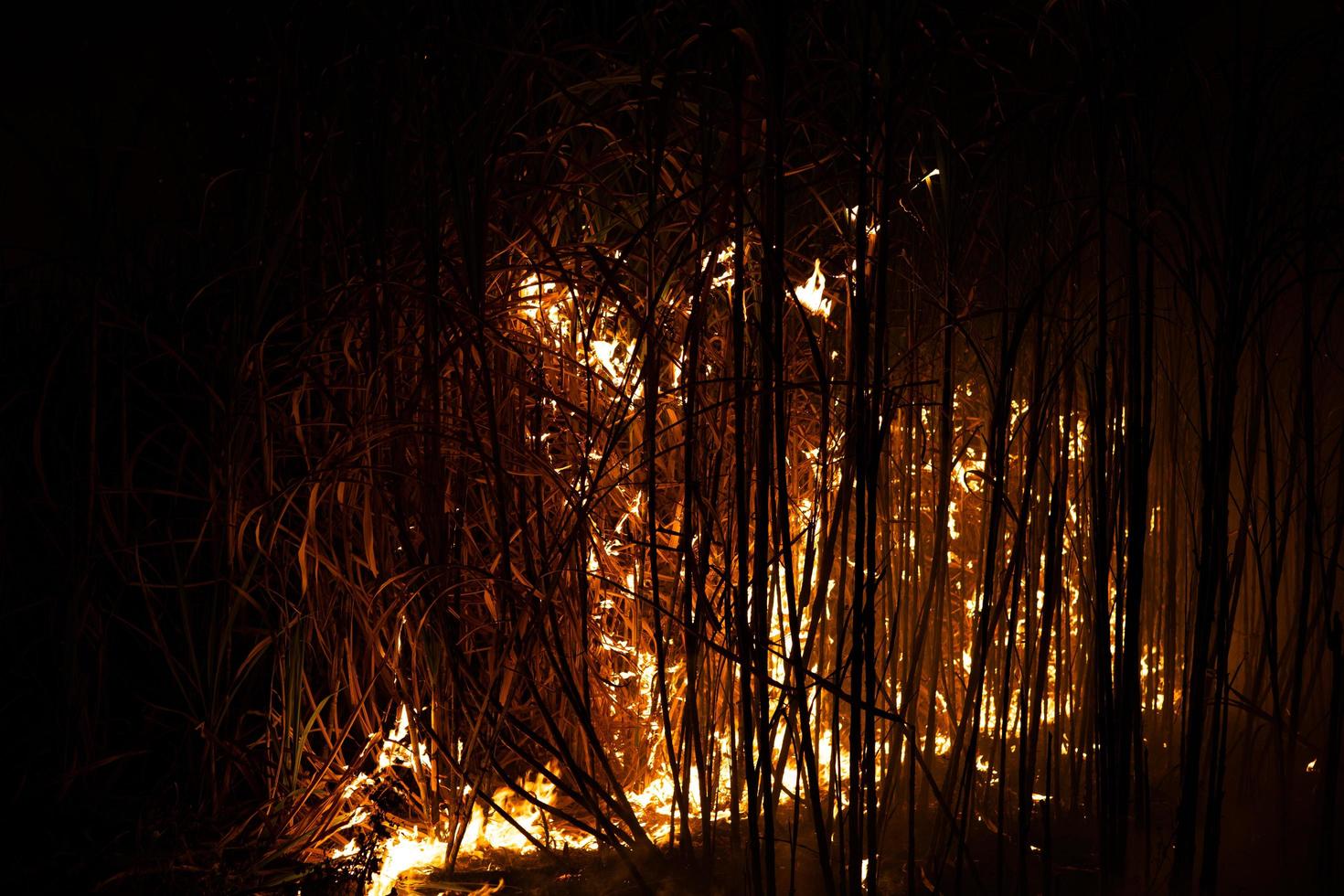 Sugar cane is burned to remove the outer leaves around the stalks before harvesting photo