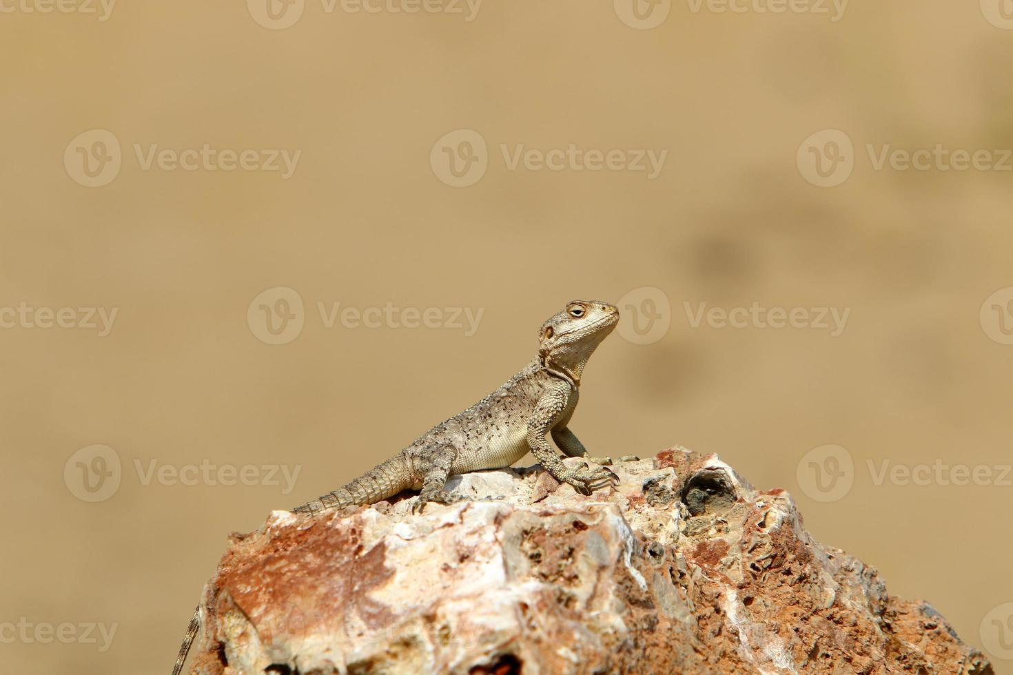 The lizard sits on a stone in a city park by the sea. photo