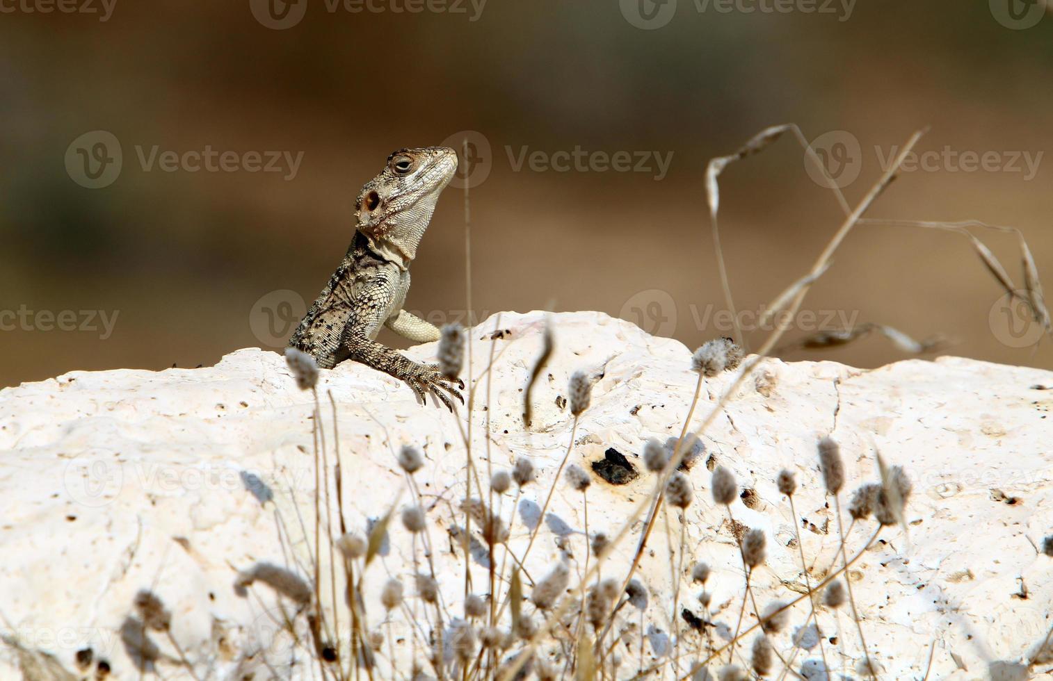 The lizard sits on a stone in a city park by the sea. photo