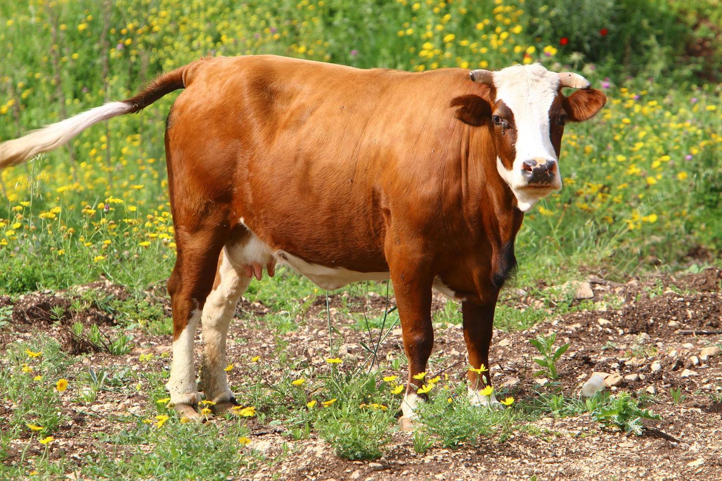 Nahariya Israel April 17, 2020. A herd of cows is grazing in a forest clearing. photo