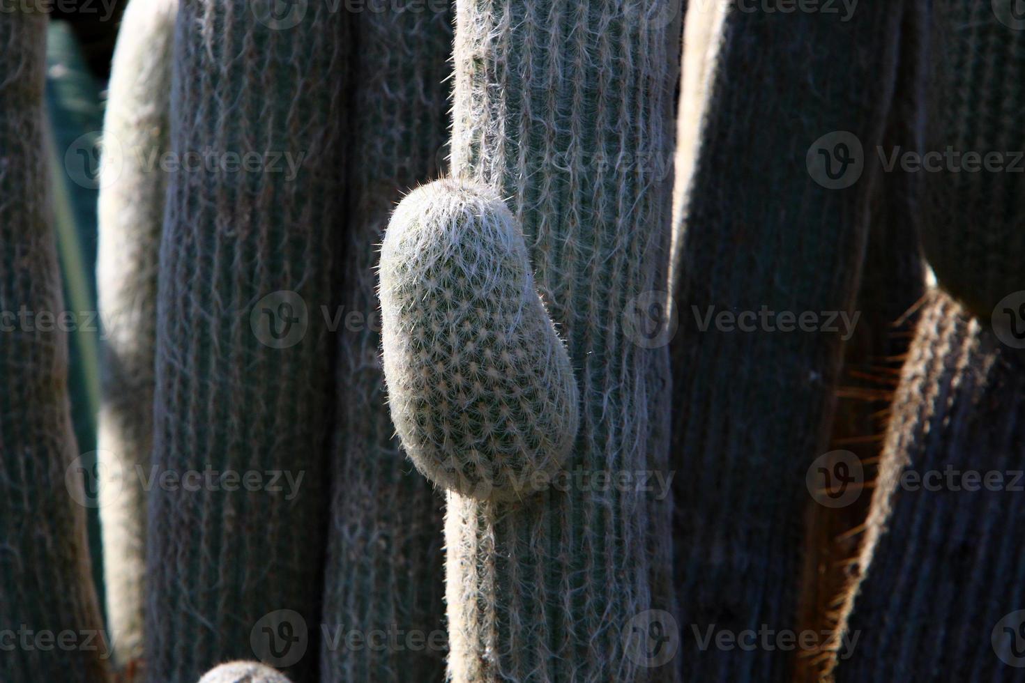 The cactus is large and prickly grown in the city park. photo