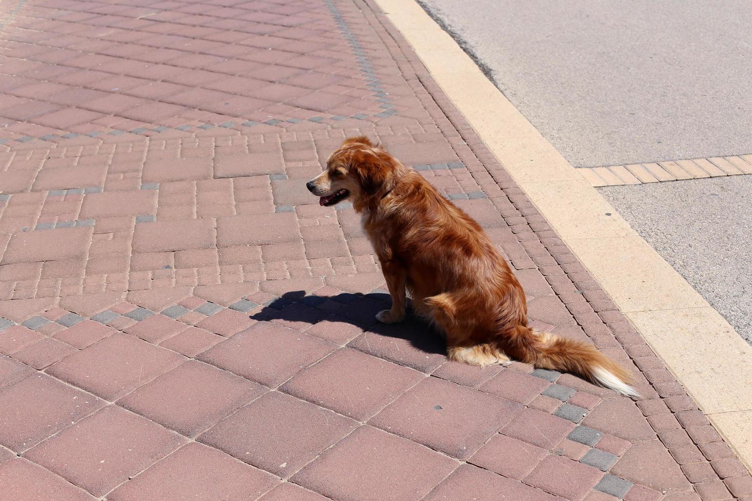 nahariya israel 14 de octubre de 2019. perro paseando en un chico de la ciudad junto al mar. foto