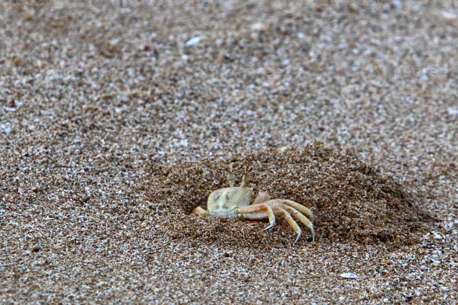 cangrejo de arena a orillas del mar mediterráneo. foto