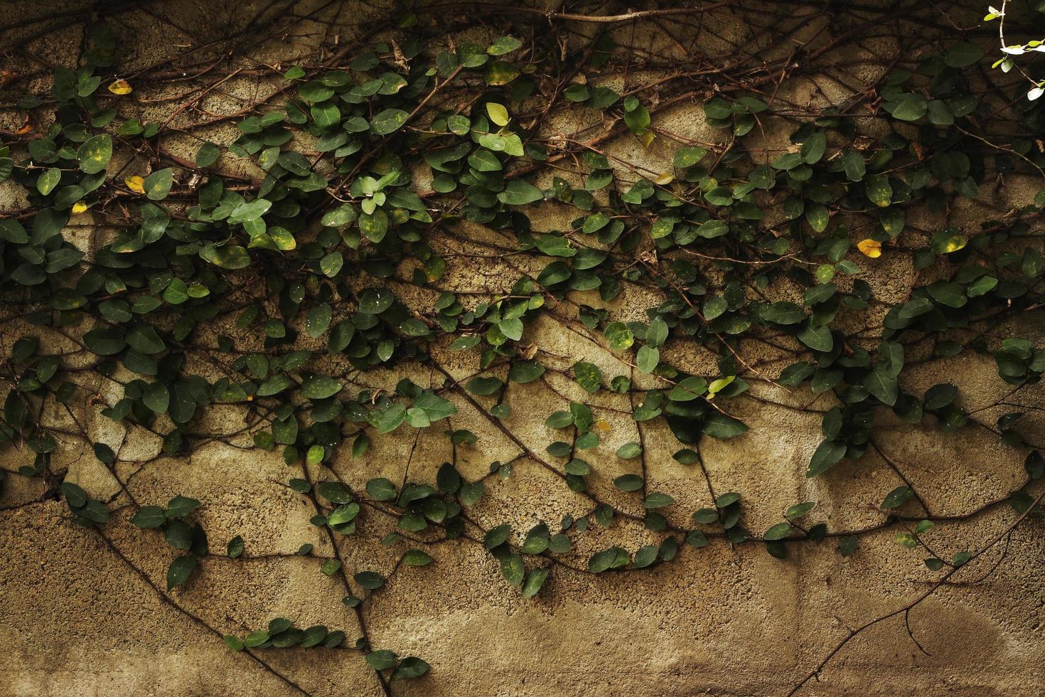 creeper plant on wall photo