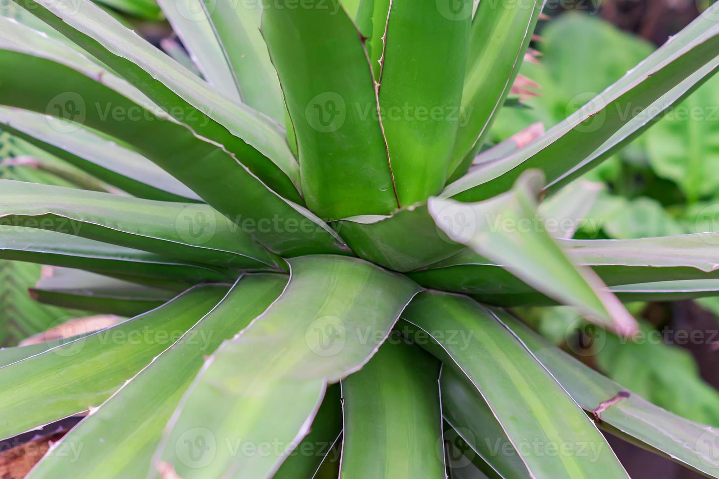 close up of agave cactus plant. Natural background photo
