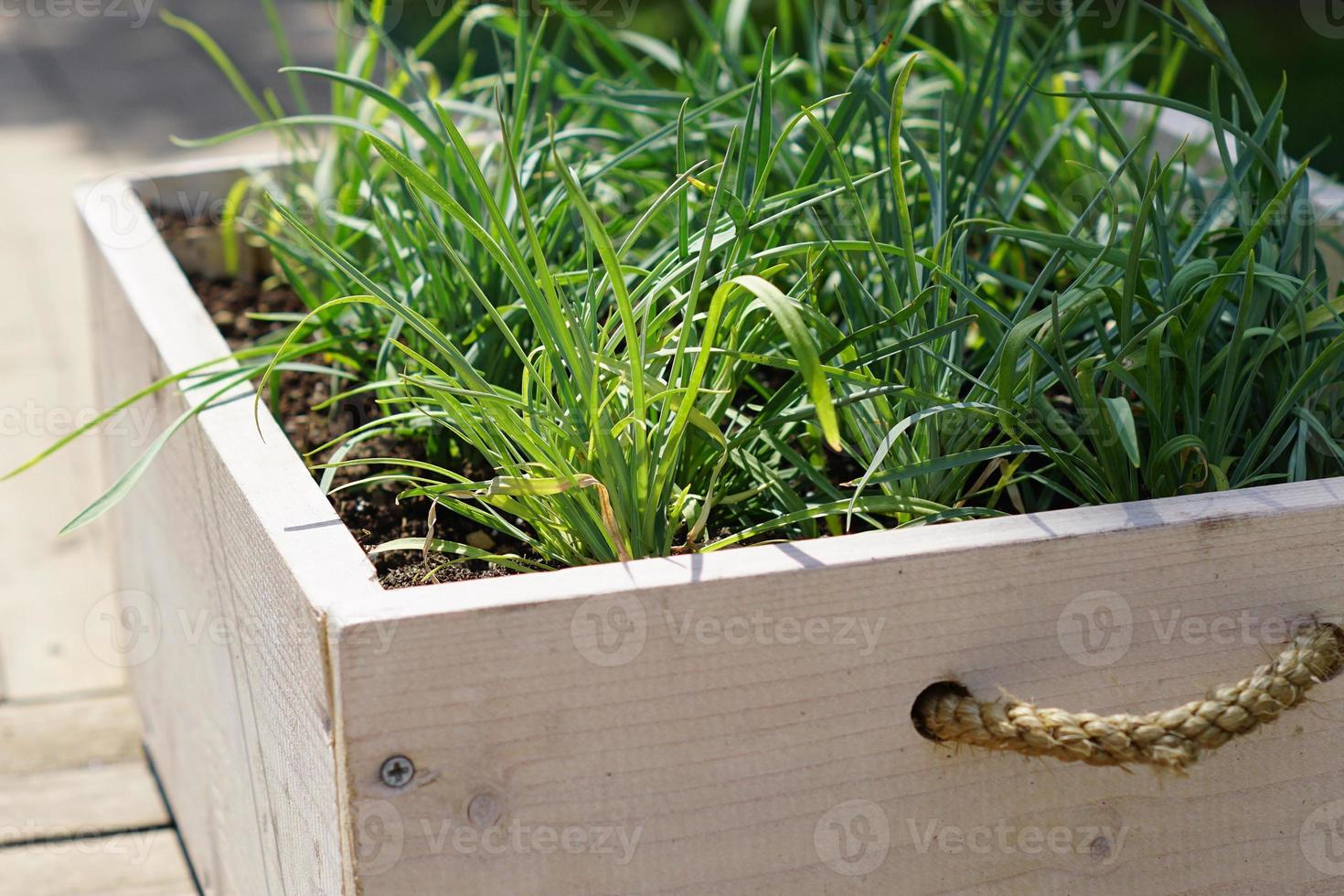 flowerbed made of wooden box. garden decoration photo