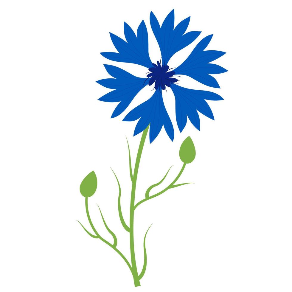Blue cornflower. Beautiful flower with buds. Vector illustration. Blue wildflower for design and decor, prints, postcards, covers.