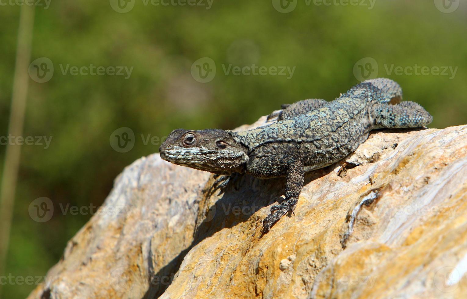 The lizard sits on a stone in a city park by the sea. photo