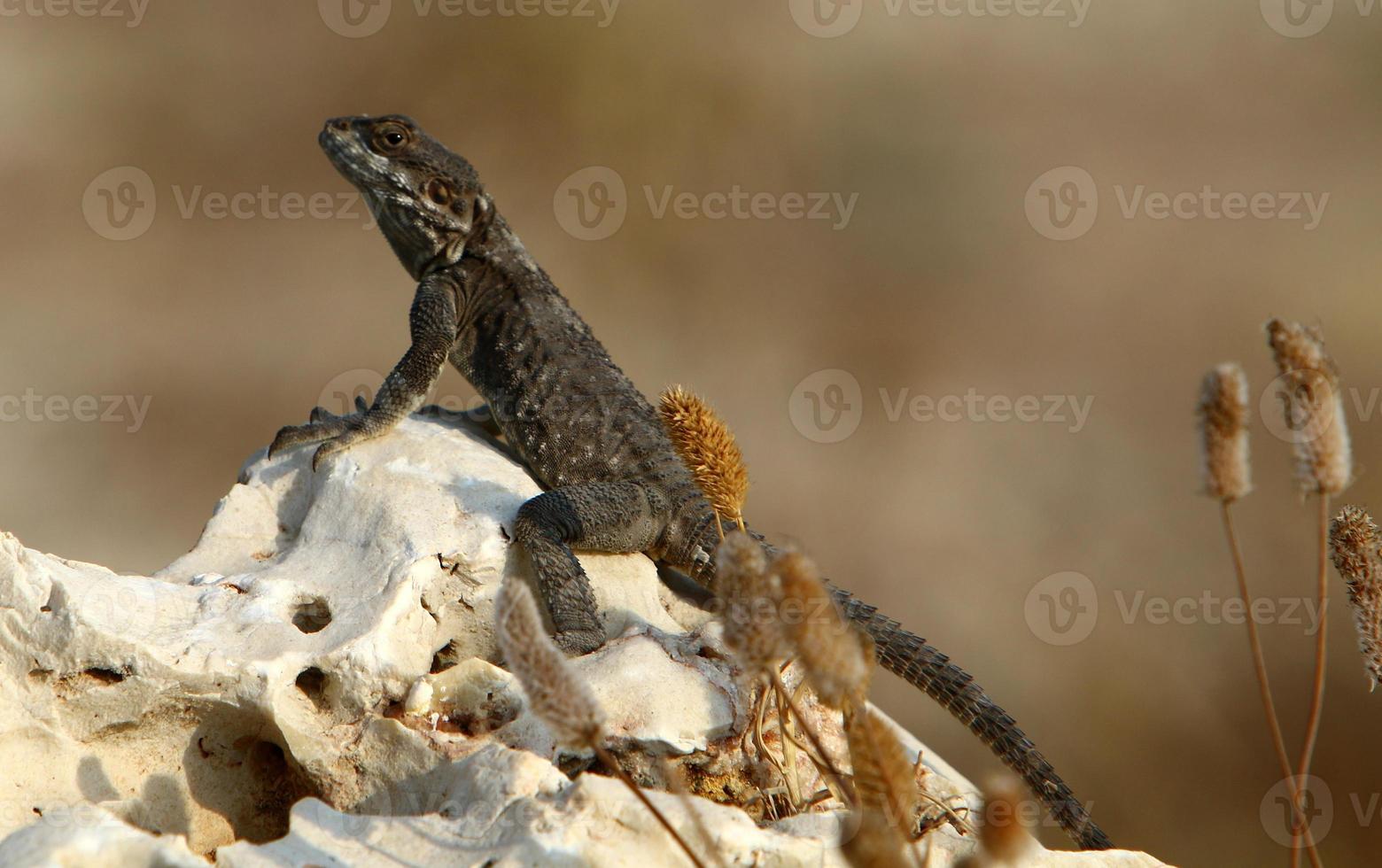 The lizard sits on a stone in a city park by the sea. photo