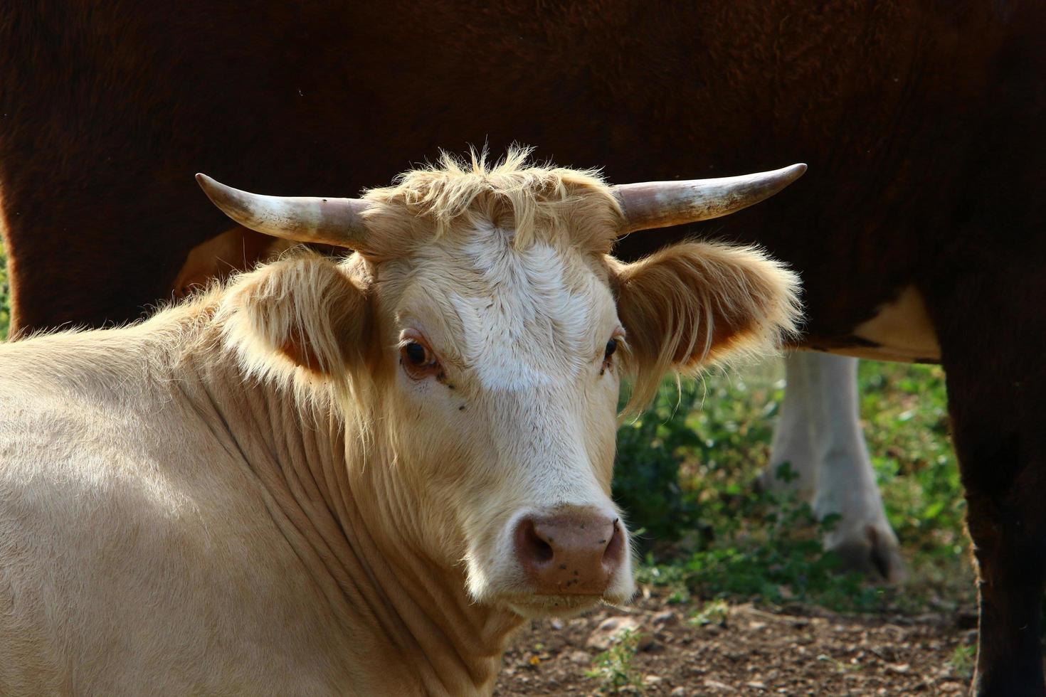 Nahariya Israel April 17, 2020. A herd of cows is grazing in a forest clearing. photo