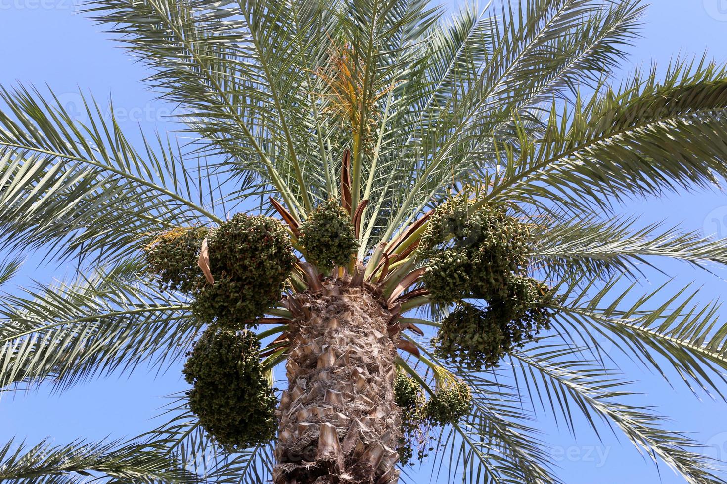 rica cosecha de dátiles en palmeras en el parque de la ciudad. foto