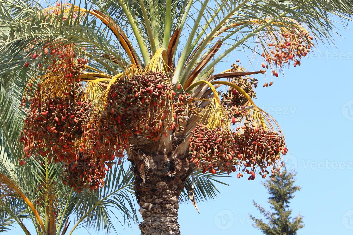 Rich harvest of dates on palm trees in the city park. photo