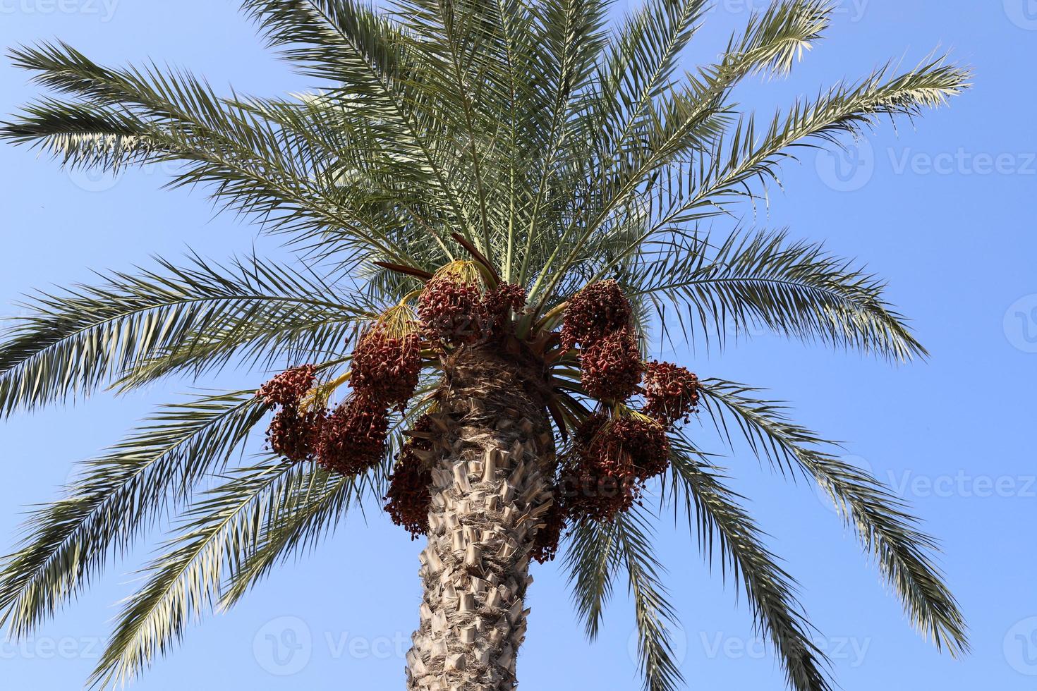 Rich harvest of dates on palm trees in the city park. photo