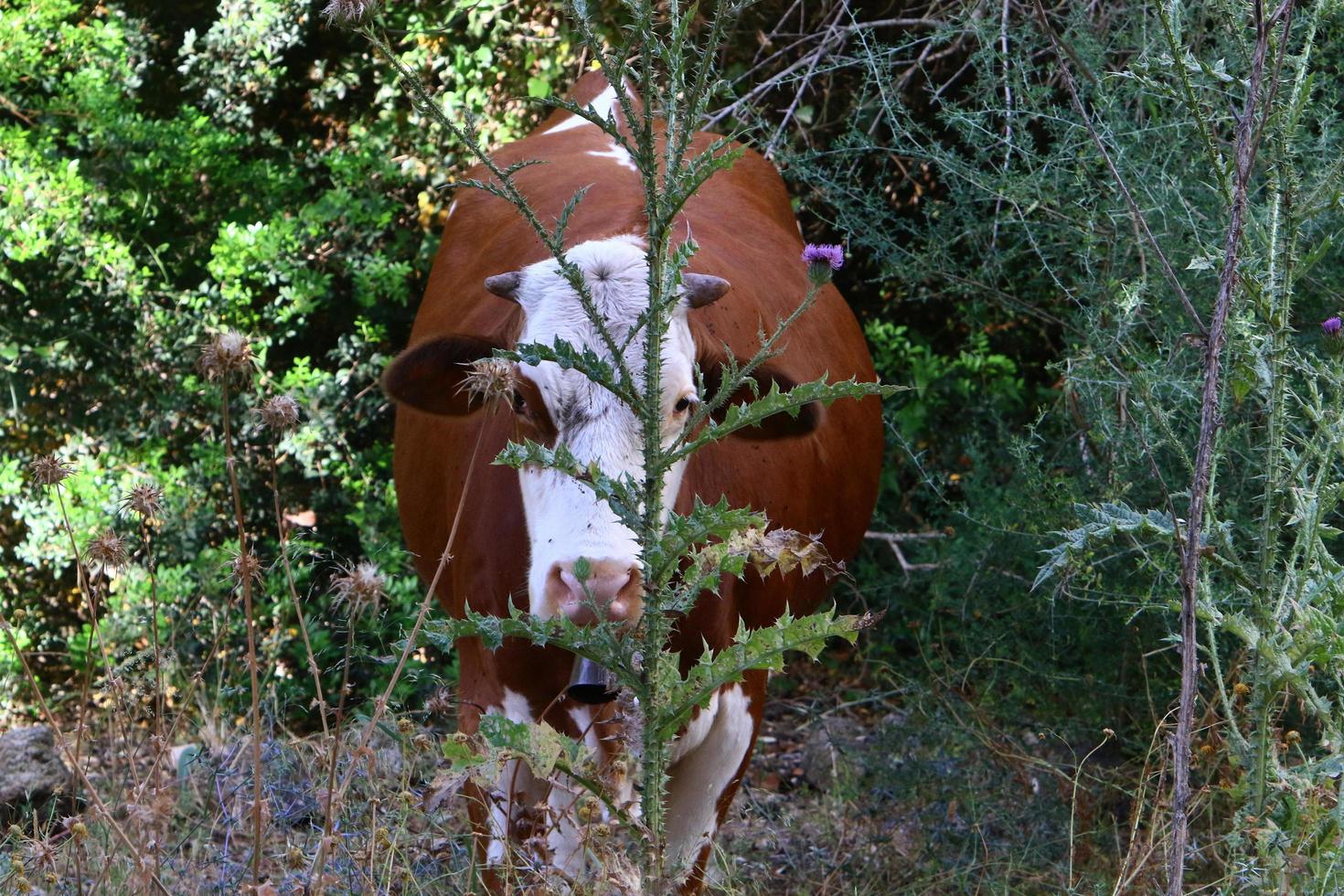 Nahariya Israel April 17, 2020. A herd of cows is grazing in a forest clearing. photo