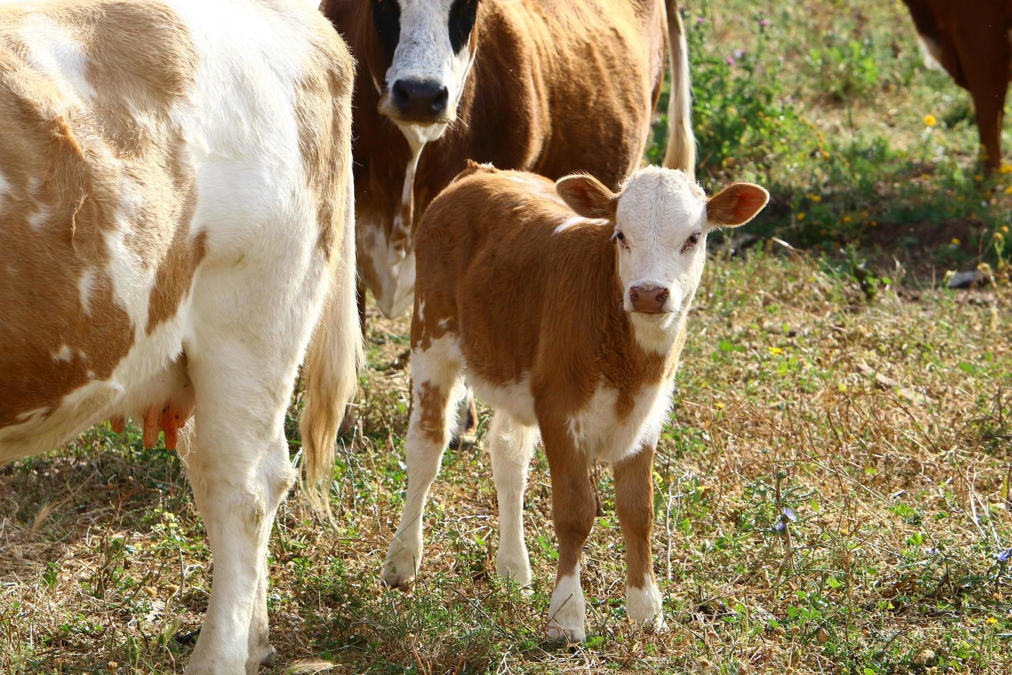 Nahariya Israel April 17, 2020. A herd of cows is grazing in a forest clearing. photo