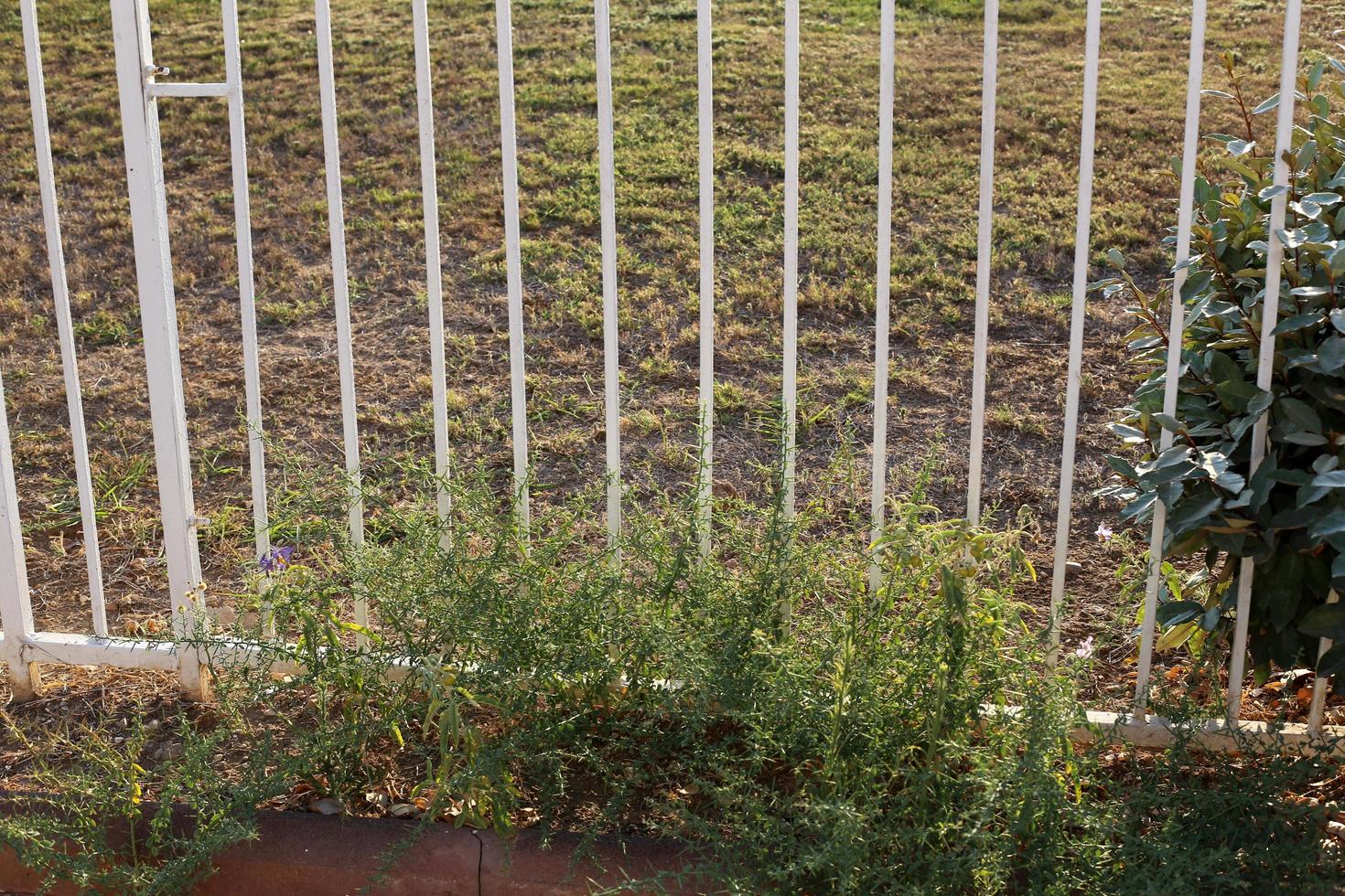 Nahariya Israel August 1, 2019. Fence in a city park on the shores of the Mediterranean Sea. photo